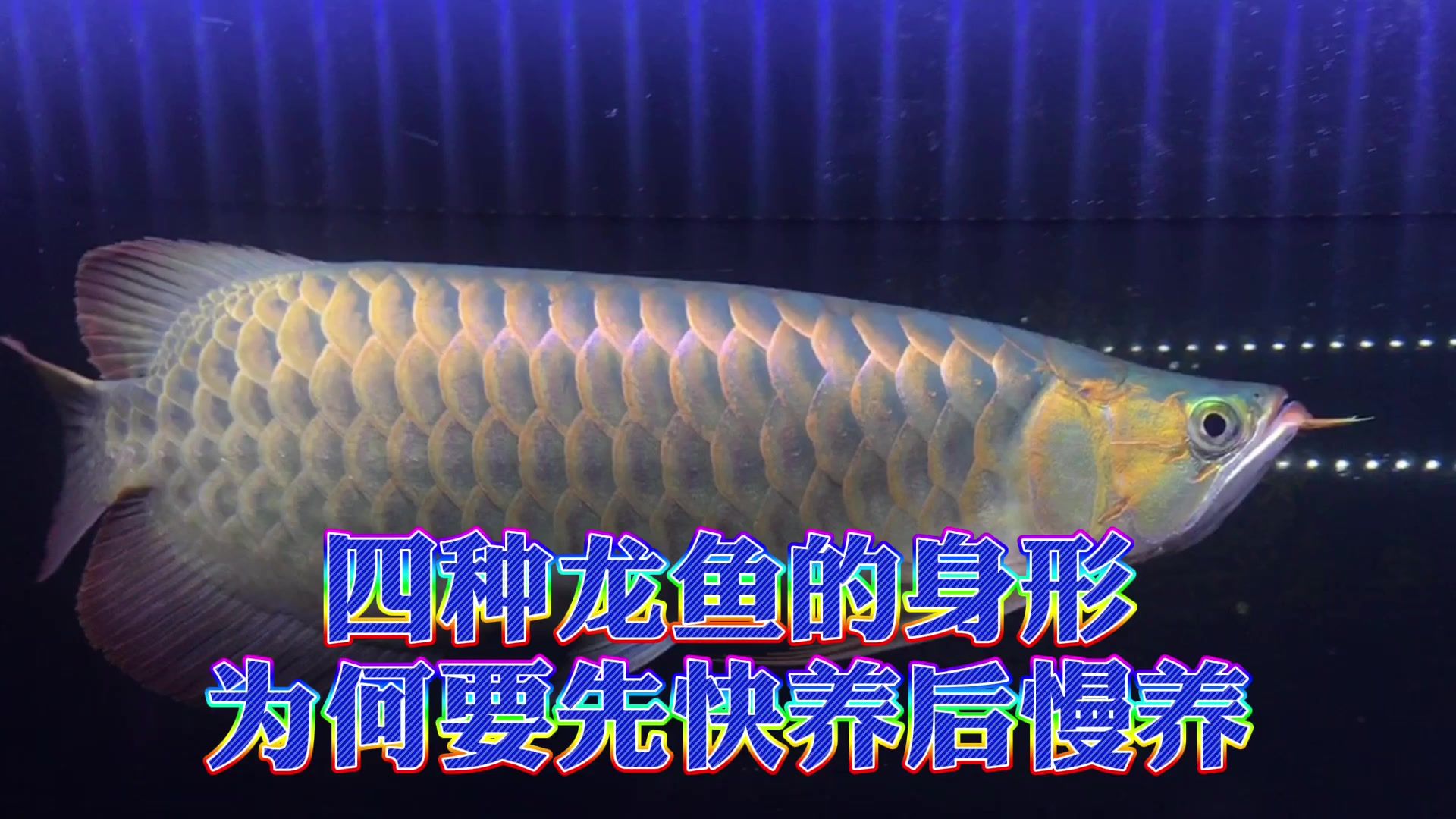 紅龍魚慢養(yǎng)的訣竅（紅龍魚的飼養(yǎng)方法）