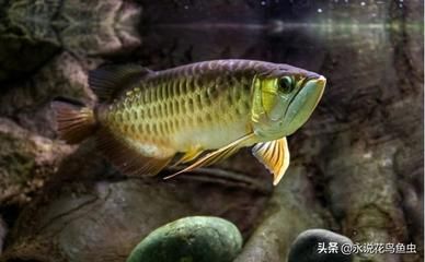 金龍魚20厘米吃什么食物（20厘米的金龍魚可以吃什么食物360問答） 龍魚百科 第3張