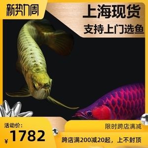 紅龍魚都喂什么活魚好（紅龍魚的飼養(yǎng)方法）