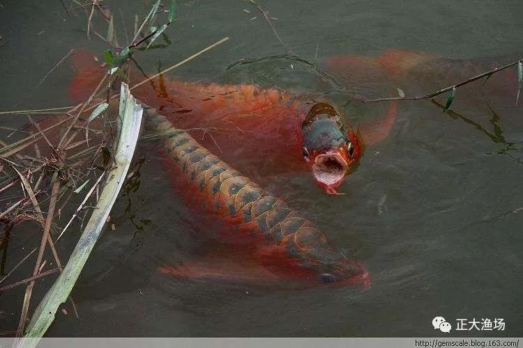 紅龍魚喂林蛙好嗎（紅龍魚吃林蛙好嗎_龍魚學(xué)堂） 龍魚百科 第3張