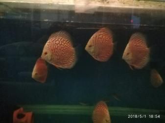 紅眼白子金龍魚(yú)（淺析紅眼白子金龍魚(yú)的神秘之處） 龍魚(yú)百科 第5張