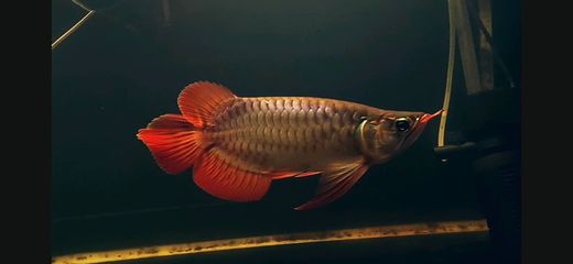 紅龍魚什么時候開始變紅（紅龍魚變紅的主要過程和影響因素） 龍魚百科 第7張