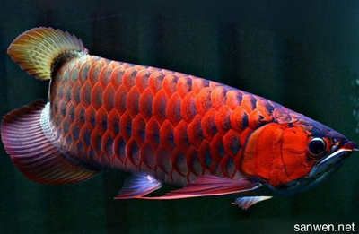 紅龍魚(yú)是什么骨頭做的（紅龍魚(yú)是一種特別的觀賞魚(yú)，它們并不是由骨頭組成的） 龍魚(yú)百科 第4張