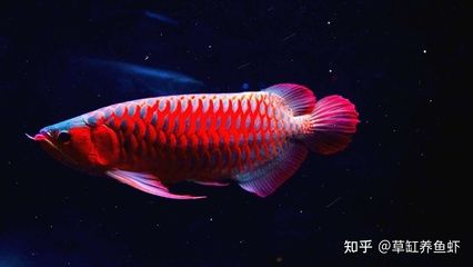 紅龍魚(yú)是什么骨頭做的（紅龍魚(yú)是一種特別的觀賞魚(yú)，它們并不是由骨頭組成的） 龍魚(yú)百科 第5張