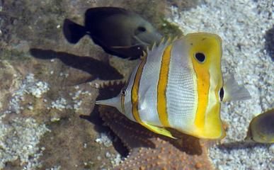 紅龍魚(yú)小魚(yú)如何挑選（如何挑選小紅龍魚(yú)） 龍魚(yú)百科 第4張