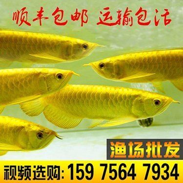 紅龍魚(yú)小魚(yú)如何挑選（如何挑選小紅龍魚(yú)） 龍魚(yú)百科 第7張