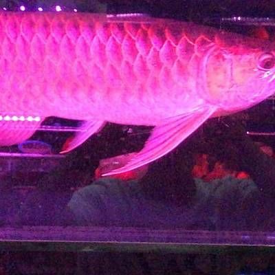 金龍魚20公分大概多少價(jià)錢（金龍魚多少錢一條金龍魚多少錢一條金龍魚多少錢一條） 龍魚百科 第5張