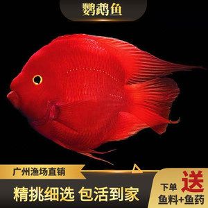 紅色的銀龍魚多少錢一條（紅色的銀龍魚價(jià)格一般多少錢一條） 龍魚百科 第7張