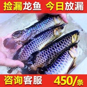 紅龍魚苗批發(fā)價(jià)格表最新（最新紅龍魚苗價(jià)格、批發(fā)報(bào)價(jià)、價(jià)格大全） 龍魚百科 第6張