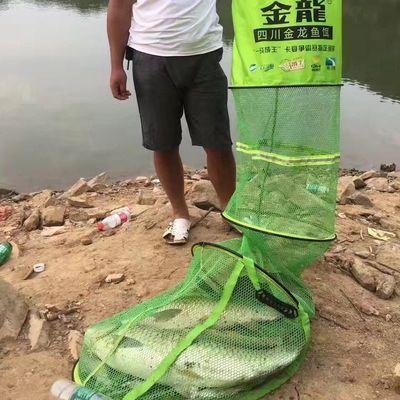 釣魚大咖金龍魚怎么釣（釣魚大咖金龍魚釣位怎么選） 龍魚百科 第3張