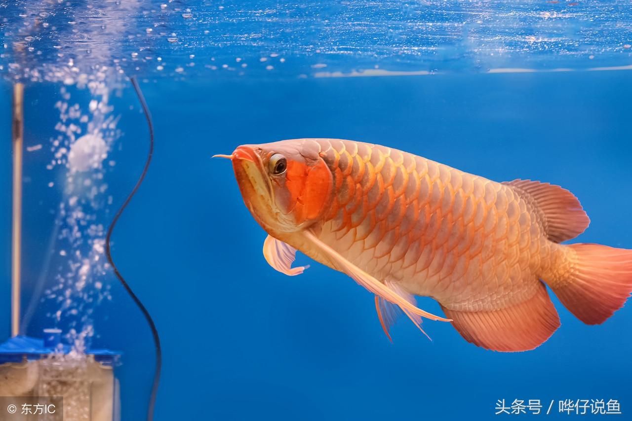 紅龍魚(yú)對(duì)水質(zhì)的要求（紅龍魚(yú)對(duì)水質(zhì)的要求及注意事項(xiàng)） 龍魚(yú)百科 第4張