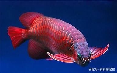 紅龍魚(yú)對(duì)水質(zhì)的要求（紅龍魚(yú)對(duì)水質(zhì)的要求及注意事項(xiàng)） 龍魚(yú)百科 第7張