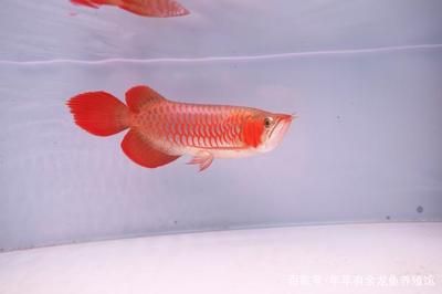 紅龍魚喂什么好看又漂亮（紅龍魚喂什么最好） 龍魚百科 第7張