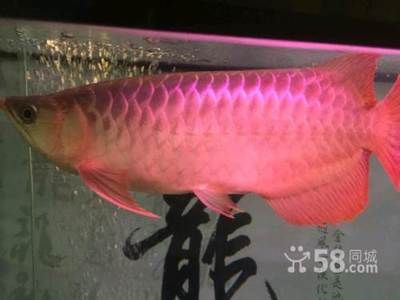 祥龍魚(yú)場(chǎng)有限公司官網(wǎng)（廣州龍魚(yú)祥龍魚(yú)場(chǎng)資料大全祥龍魚(yú)場(chǎng)官方網(wǎng)站地址） 龍魚(yú)百科 第6張