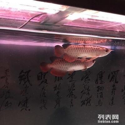 祥龍魚(yú)場(chǎng)有限公司官網(wǎng)（廣州龍魚(yú)祥龍魚(yú)場(chǎng)資料大全祥龍魚(yú)場(chǎng)官方網(wǎng)站地址） 龍魚(yú)百科 第3張