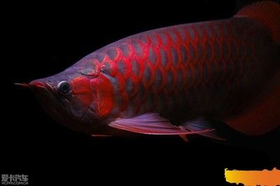 紅龍魚缸背景（養(yǎng)紅龍魚用什么背景好360問答） 龍魚百科 第2張