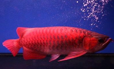 紅龍魚哪里買比較好（紅龍魚價格教你如何選購紅龍魚360問答） 龍魚百科 第7張