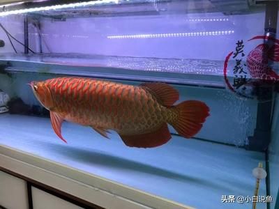 紅龍魚能長多大？（世界上最大的紅龍魚-龍魚能活多久） 龍魚百科 第5張