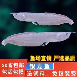 金龍魚(yú) 紅龍魚(yú)那個(gè)是招財(cái)魚(yú)（金龍魚(yú)和紅龍魚(yú)哪個(gè)更招財(cái)？） 龍魚(yú)百科 第5張