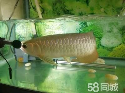 金龍魚20公分到30公分要多久（金龍魚從20公分到30公分需要多久？） 龍魚百科 第4張