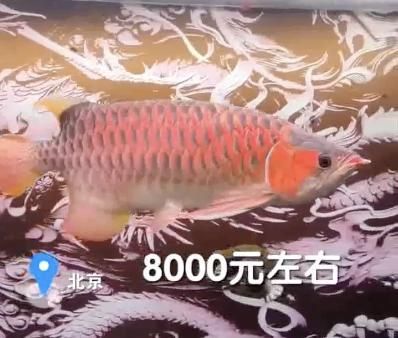 紅龍魚(yú)水溫26度行嗎（紅龍魚(yú)最適宜的水溫范圍以及26度是否適合紅龍魚(yú)） 龍魚(yú)百科 第2張