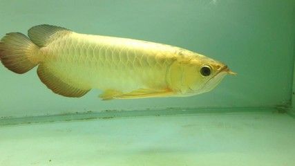 金龍魚25厘米是幾歲的魚（金龍魚生長速度和年齡之間的關(guān)系） 龍魚百科 第4張