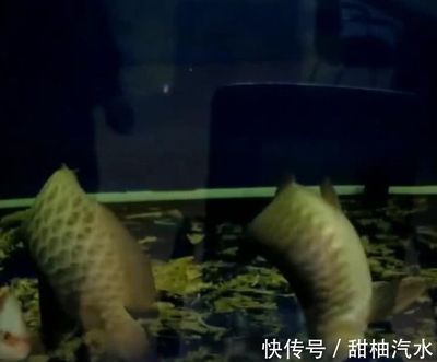 金龍魚27度水溫可以嗎（金龍魚水溫多少度合適金龍魚的水溫多少合適） 龍魚百科 第3張