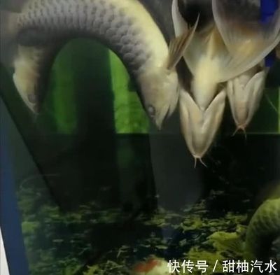 金龍魚27度水溫可以嗎（金龍魚水溫多少度合適金龍魚的水溫多少合適） 龍魚百科 第1張