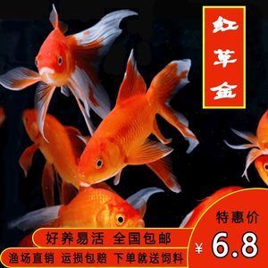 紅龍魚好不好養(yǎng)活呀（什么樣的家庭適合養(yǎng)紅龍魚？） 龍魚百科 第5張