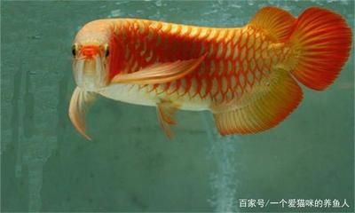 紅金龍魚什么品種最好（什么品種的紅金龍魚最好） 龍魚百科 第1張