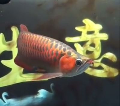 紅龍魚養(yǎng)多少條（紅龍魚的飼養(yǎng)指南） 龍魚百科 第5張