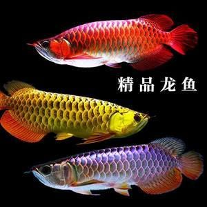 紅龍魚挑選幼苗（如何挑選紅龍魚幼苗） 龍魚百科 第4張