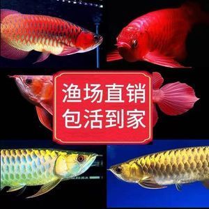 紅龍魚挑選幼苗（如何挑選紅龍魚幼苗） 龍魚百科 第6張