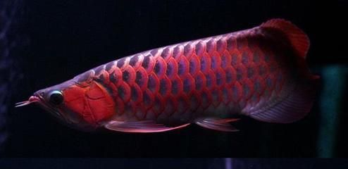 紅龍魚(yú)的寓意和象征是什么？（紅龍魚(yú)的主要寓意和象征）