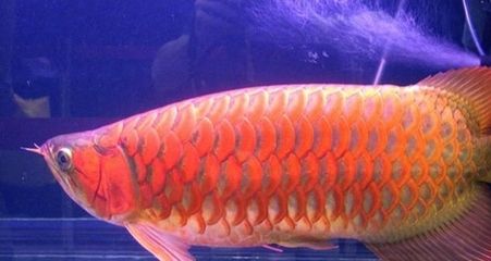 紅龍魚(yú)的寓意和象征是什么？（紅龍魚(yú)的主要寓意和象征）