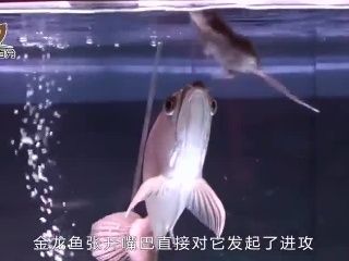 金龍魚 吃老鼠（金龍魚吃老鼠會死亡嗎？） 龍魚百科 第6張