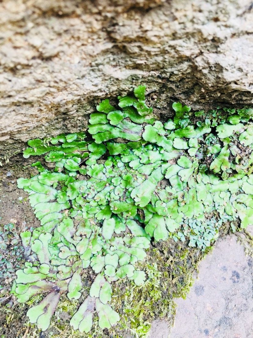 苔蘚的美（欣賞一下,菠蘿兔評論:這樣自然的野采地點越來越不好找了） 觀賞魚論壇 第2張