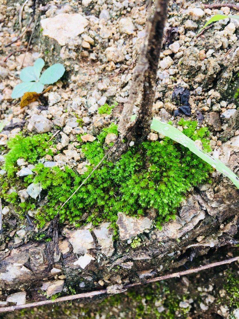 苔蘚的美（欣賞一下,菠蘿兔評論:這樣自然的野采地點越來越不好找了） 觀賞魚論壇 第4張