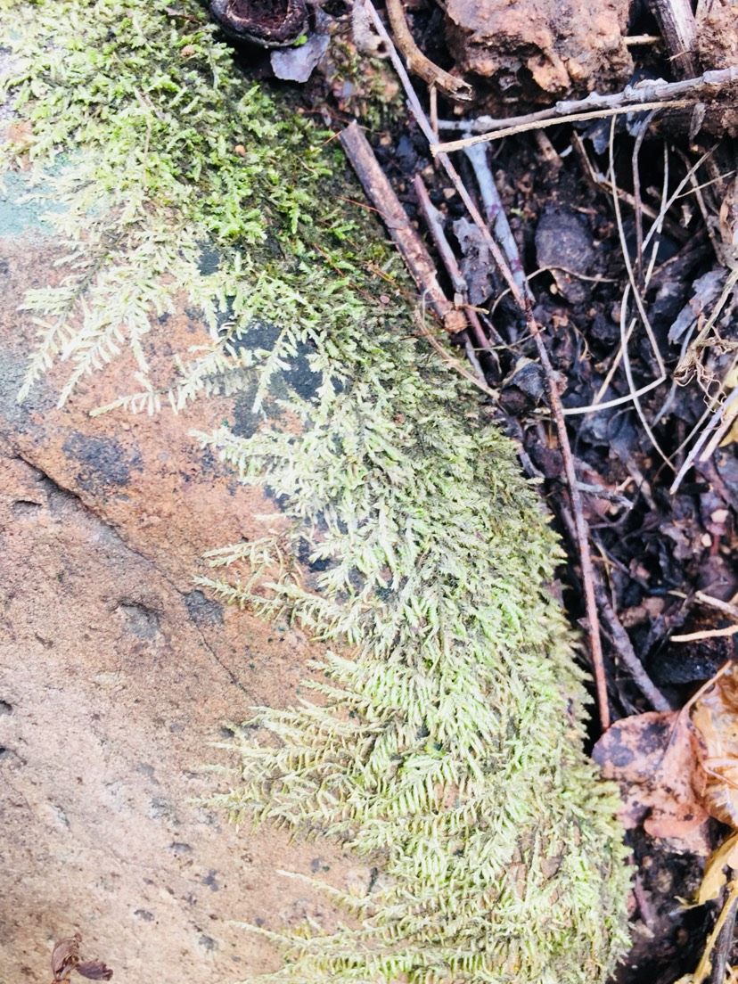 苔蘚的美（欣賞一下,菠蘿兔評論:這樣自然的野采地點越來越不好找了） 觀賞魚論壇 第5張