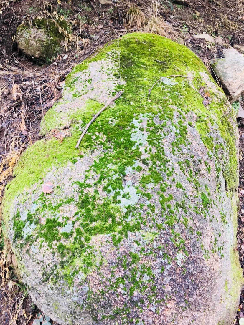 苔蘚的美（欣賞一下,菠蘿兔評論:這樣自然的野采地點越來越不好找了） 觀賞魚論壇 第6張