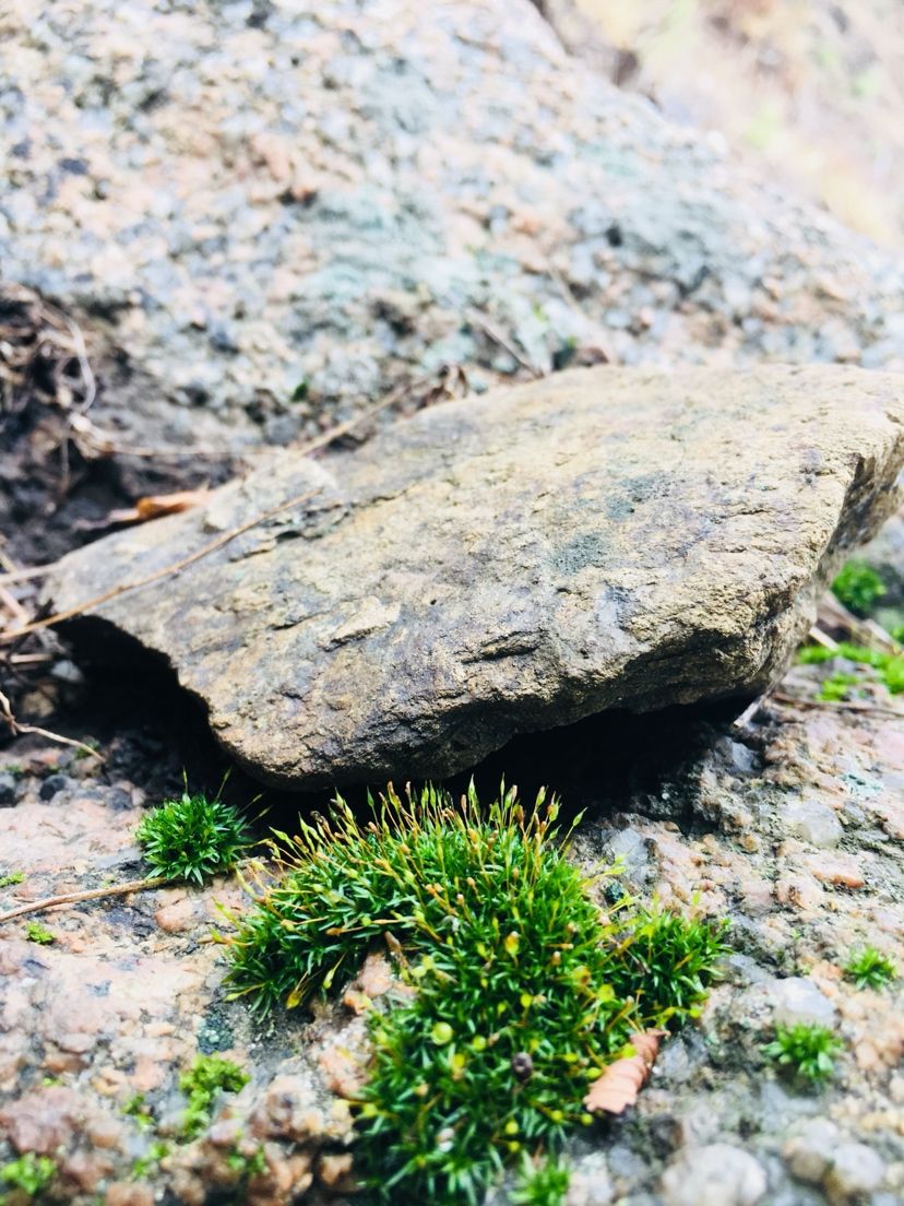 苔蘚的美（欣賞一下,菠蘿兔評論:這樣自然的野采地點越來越不好找了） 觀賞魚論壇 第9張