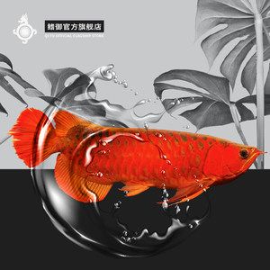 紅色龍魚寓意什么（紅色龍魚寓意著吉祥、福氣、平安,龍魚的寓意與講究） 龍魚百科 第4張