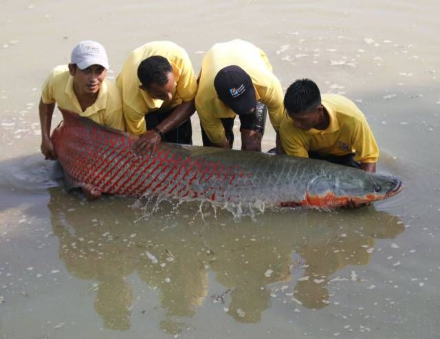 紅龍魚(yú)的照片真實(shí)（紅龍魚(yú)怎么養(yǎng)紅龍魚(yú)價(jià)格及圖片欣賞大全） 龍魚(yú)百科 第4張