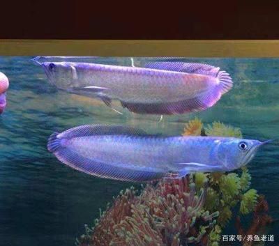 多大的銀龍魚(yú)算成魚(yú)了（銀龍魚(yú)的成長(zhǎng)需要經(jīng)歷一個(gè)漫長(zhǎng)的過(guò)程）