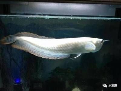 多大的銀龍魚(yú)算成魚(yú)了（銀龍魚(yú)的成長(zhǎng)需要經(jīng)歷一個(gè)漫長(zhǎng)的過(guò)程）