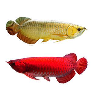 紅龍魚喂活魚好嗎（養(yǎng)紅龍魚注意事項(xiàng)） 龍魚百科 第4張