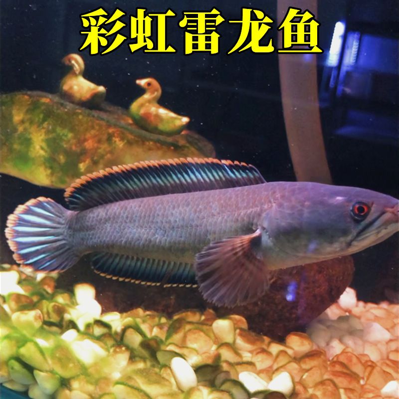 紅尾珍珠龍魚能長多大（紅尾珍珠龍能長多大） 龍魚百科 第2張