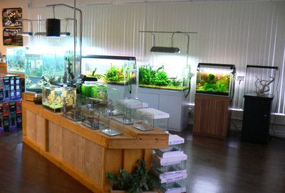 水族館加盟找祥龍魚場多少錢一個月（水族館加盟費是多少）