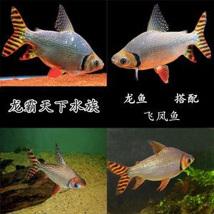 紅龍魚和什么魚混養(yǎng)最佳搭配（紅龍魚與什么魚混養(yǎng)最好） 龍魚百科 第7張