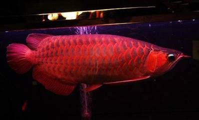 紅龍魚去哪里買便宜 龍魚百科 第7張